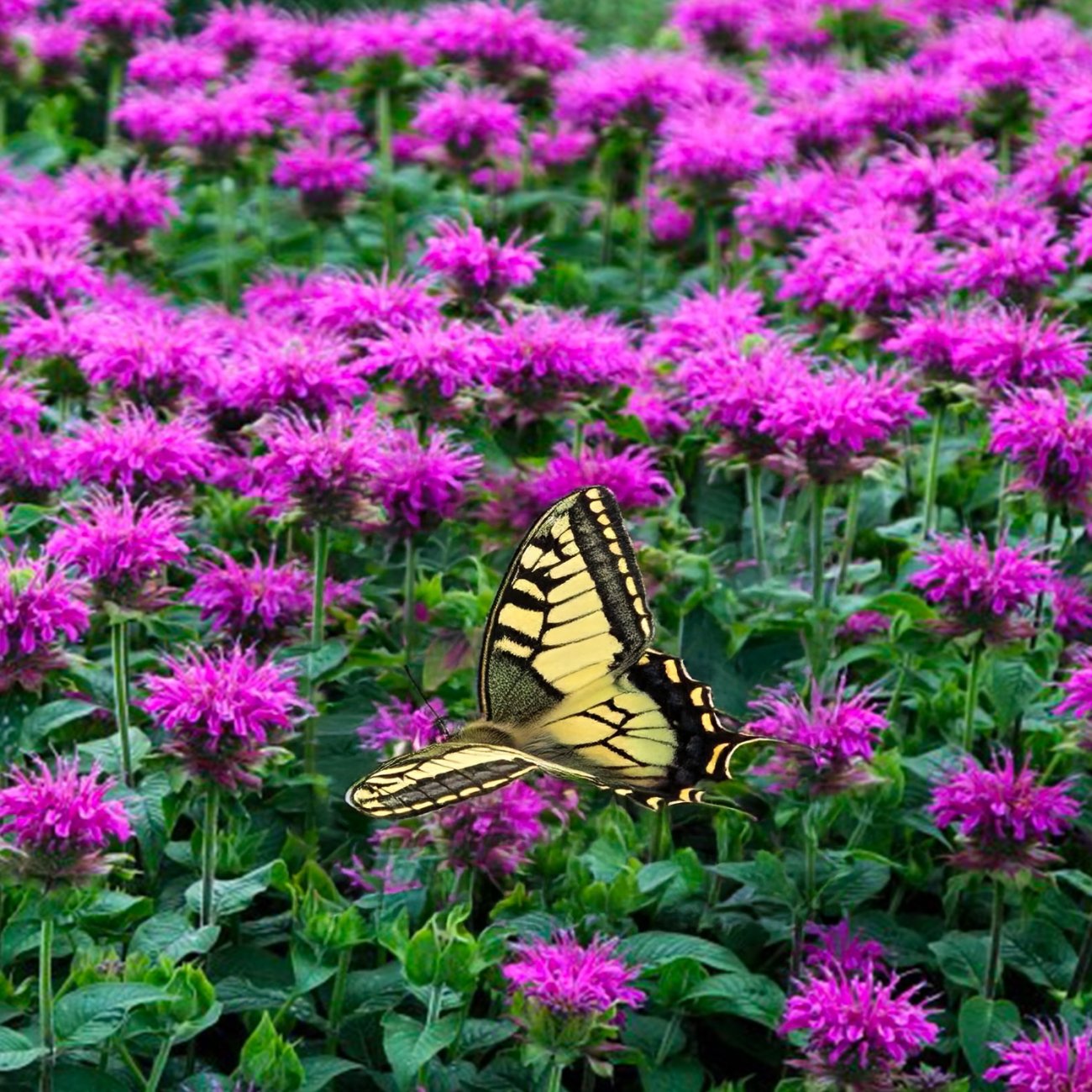 Obrázok Monarda dvojdomá (Monarda didyma) ´Bee Free´ - výška 20-30 cm, kont. C1,5L